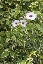 Load image into Gallery viewer, Charisma Bower Vine 2G/8"
