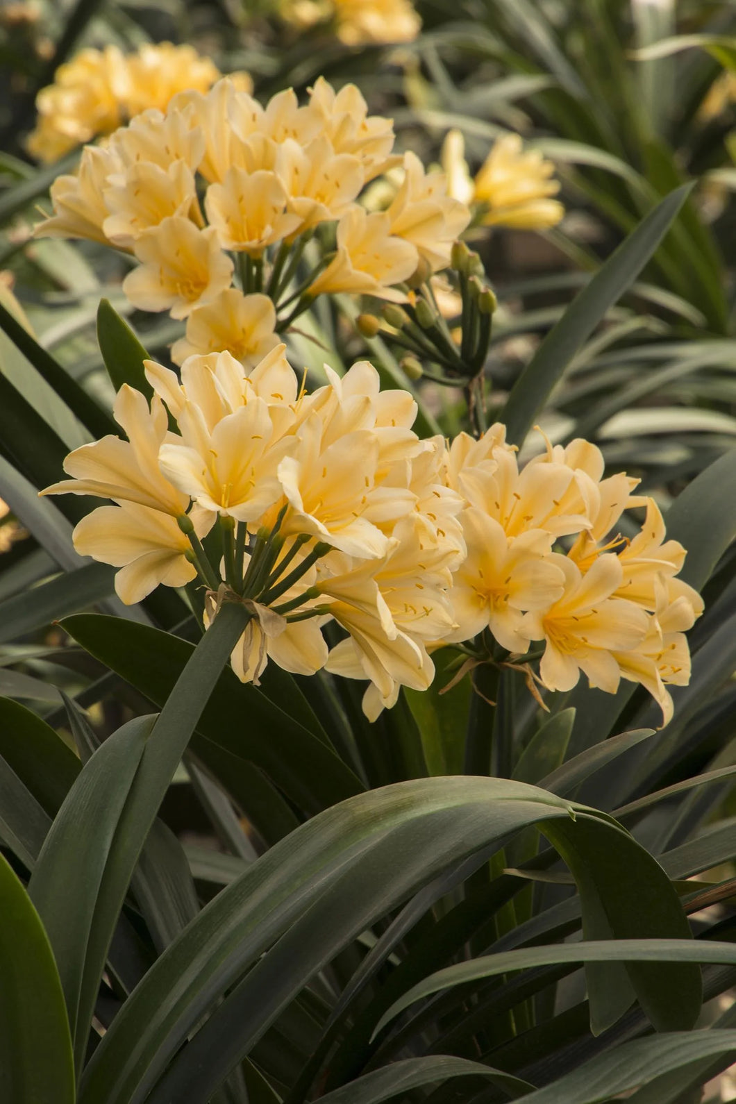 Clivia Belgian Hybrid Yellow 2G