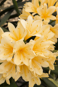 Clivia Belgian Hybrid Yellow 2G