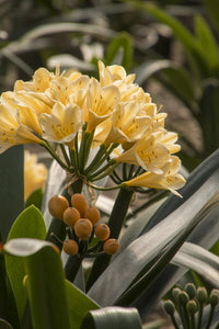 Clivia Belgian Hybrid Yellow 2G