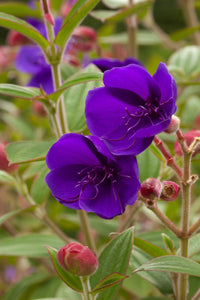 Princess Flower 5G/12" Tree