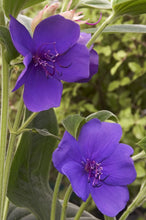 Load image into Gallery viewer, Princess Flower 5G/12&quot; Tree
