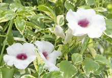Load image into Gallery viewer, Charisma Bower Vine 2G/8"

