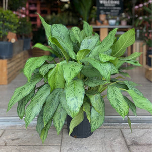 Aglaonema BJ Freeman 5G/14"