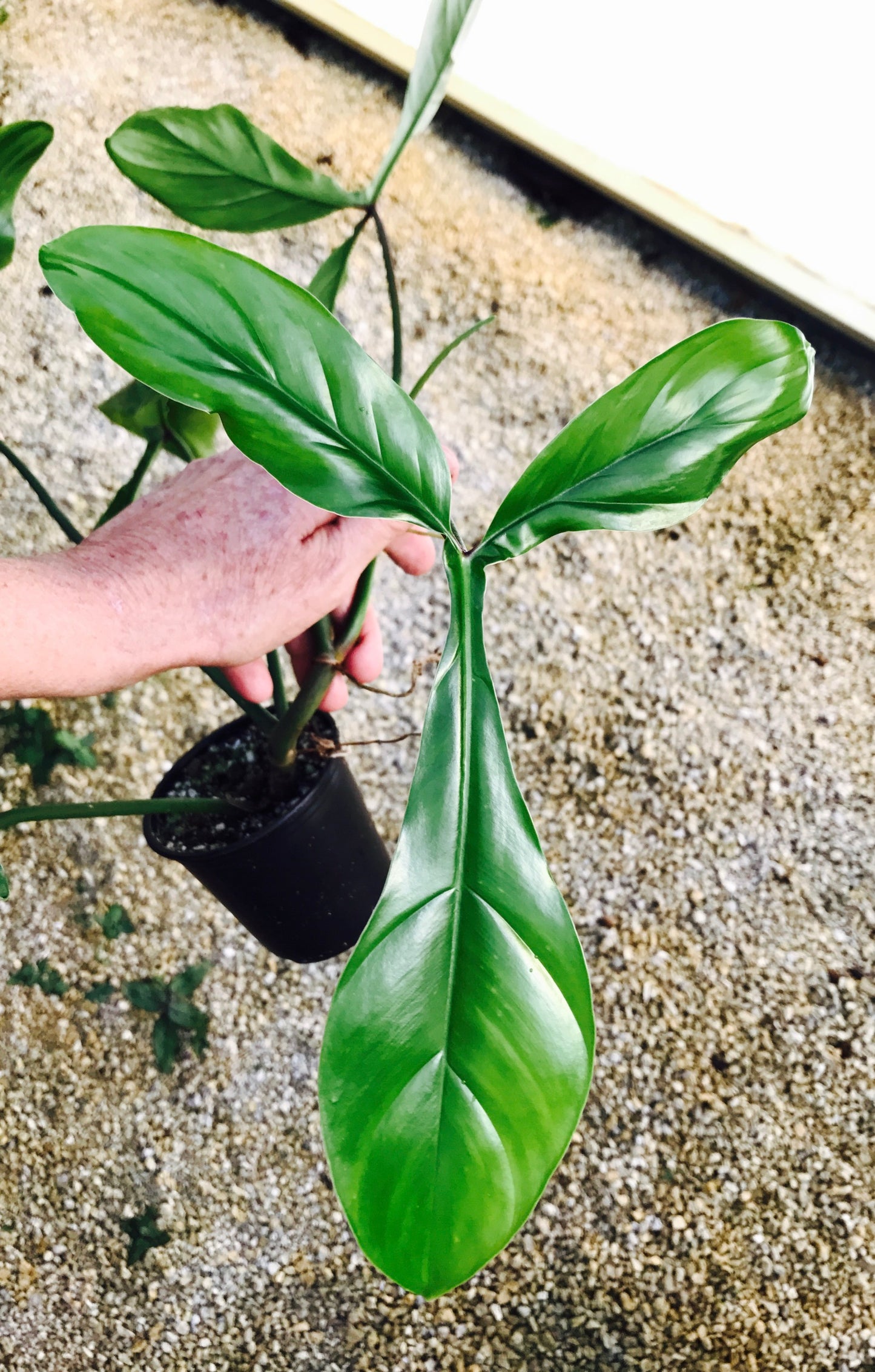 Philodendron Bette Waterbury 6"