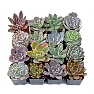 Assorted Echeveria 4"