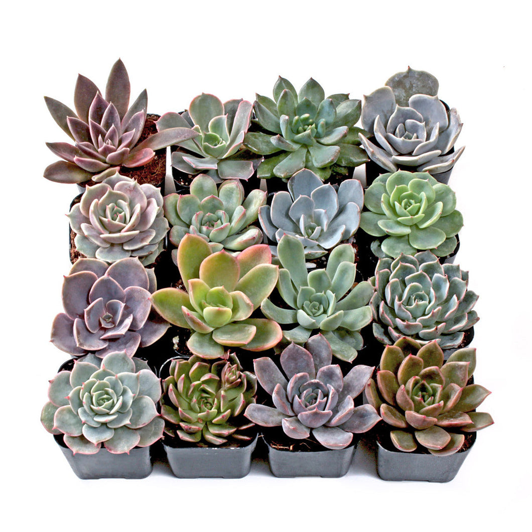 Assorted Echeveria 4