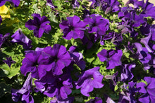 Load image into Gallery viewer, Petunia 4.5"
