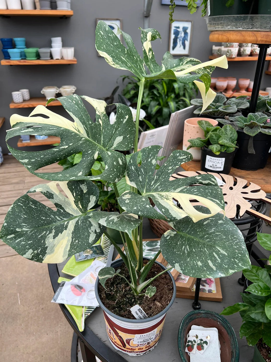 Monstera Thai Constellation 15G/17