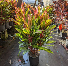 Load image into Gallery viewer, Cordyline Harlequin 10"

