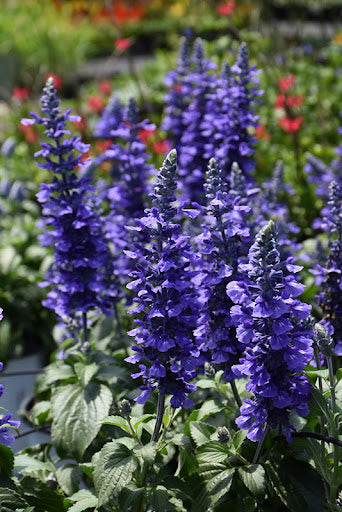 Salvia Rockin' PW 6