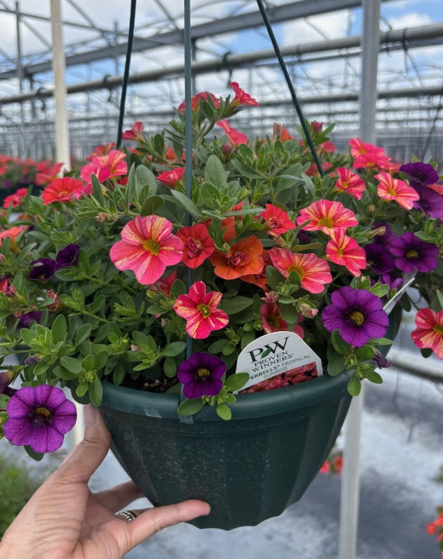 Calibrachoa PW 10