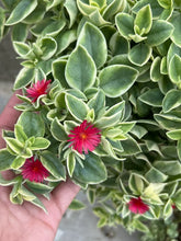 Load image into Gallery viewer, Aptenia Baby Sun Rose Variegated 6"
