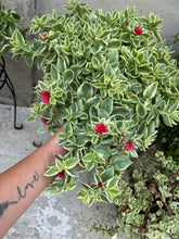 Load image into Gallery viewer, Aptenia Baby Sun Rose Variegated 6"
