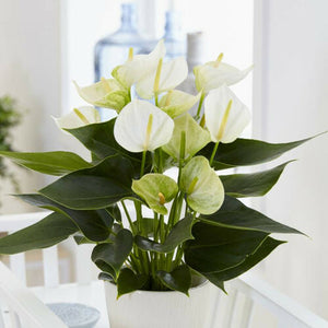 Anthurium White 6"