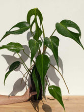 Load image into Gallery viewer, Monstera Burle Marx Flame 1G/6"
