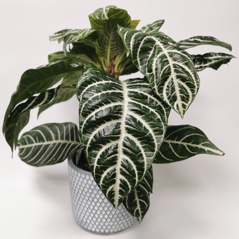 Zebra Plant 6