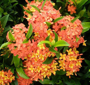 Ixora Carmen Orange 6"