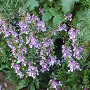 Angelonia Archangel Blue Bicolor 4.5”