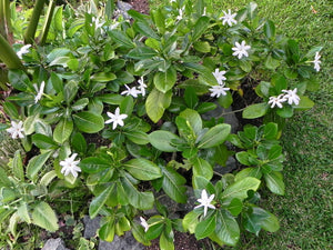 Gardenia Tahitian Bush 3G/10"