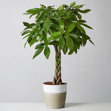 Load image into Gallery viewer, Money Tree Braid
