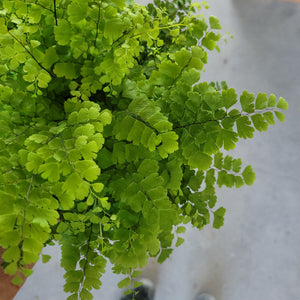 Maidenhair Fern Fritz Luthi 6"