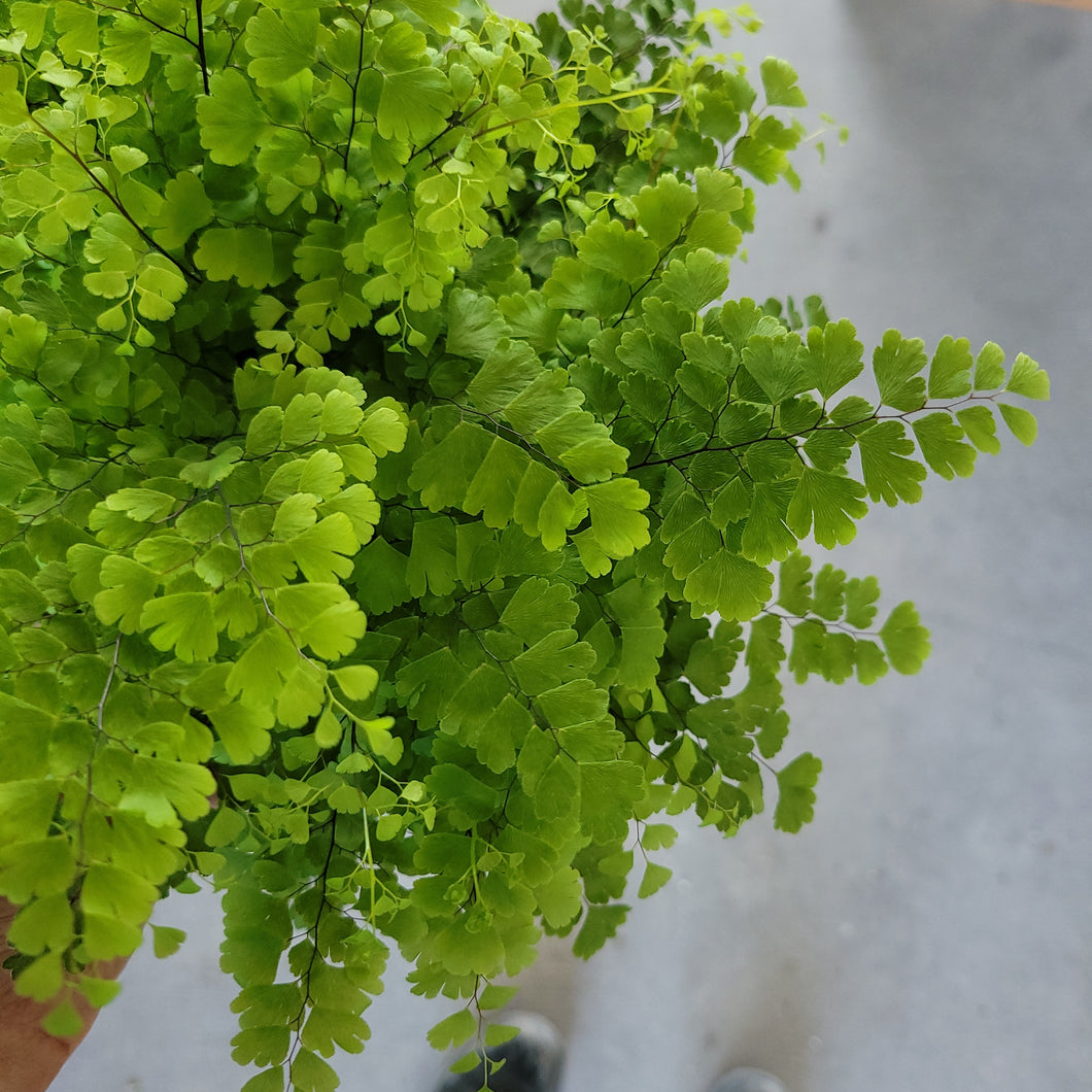 Maidenhair Fern Fritz Luthi 6