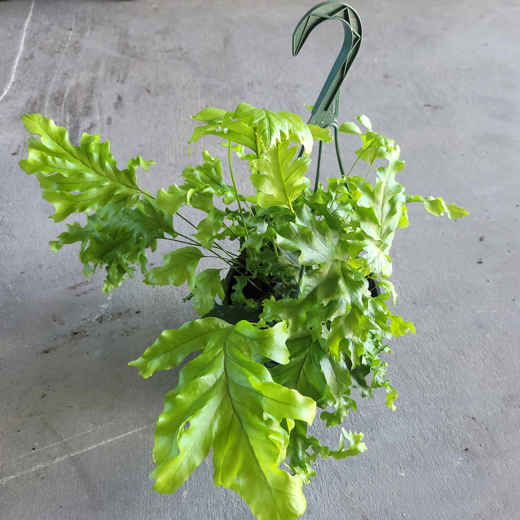 Nicholas Diamond Footed Fern 8” HB