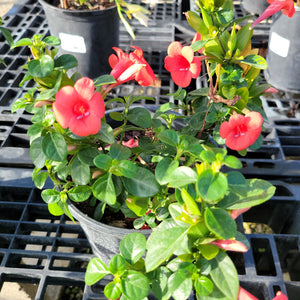 Coral Creeper Coral 6"