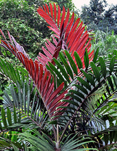 Load image into Gallery viewer, Flamethrower Palm

