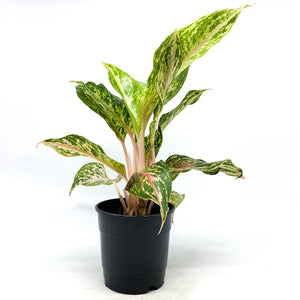 Aglaonema Dazzling Gem 4"