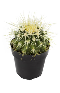 Golden Barrel Cactus 4"