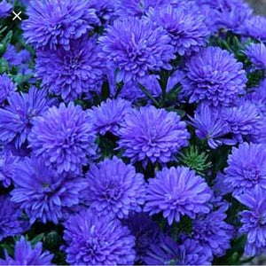 Aster Blue 4.5''