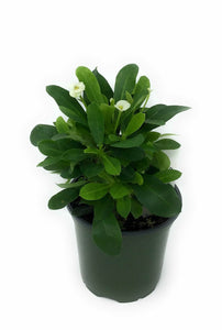 Euphorbia Milii Helena White 6''