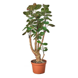 Aralia Fabian Stump 6"