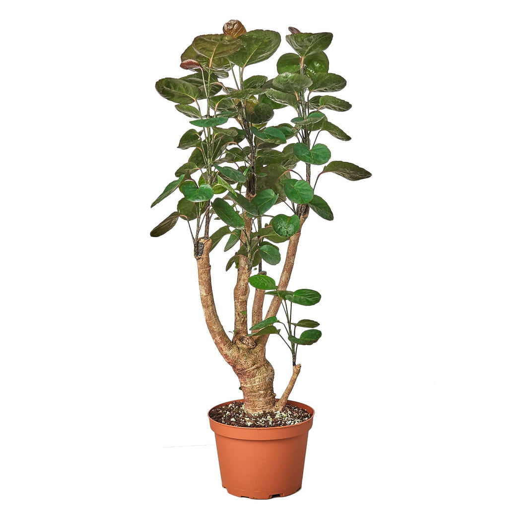 Aralia Fabian Stump 6