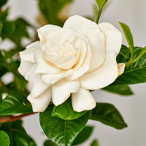 Gardenia Aimee Bush 3G/10"