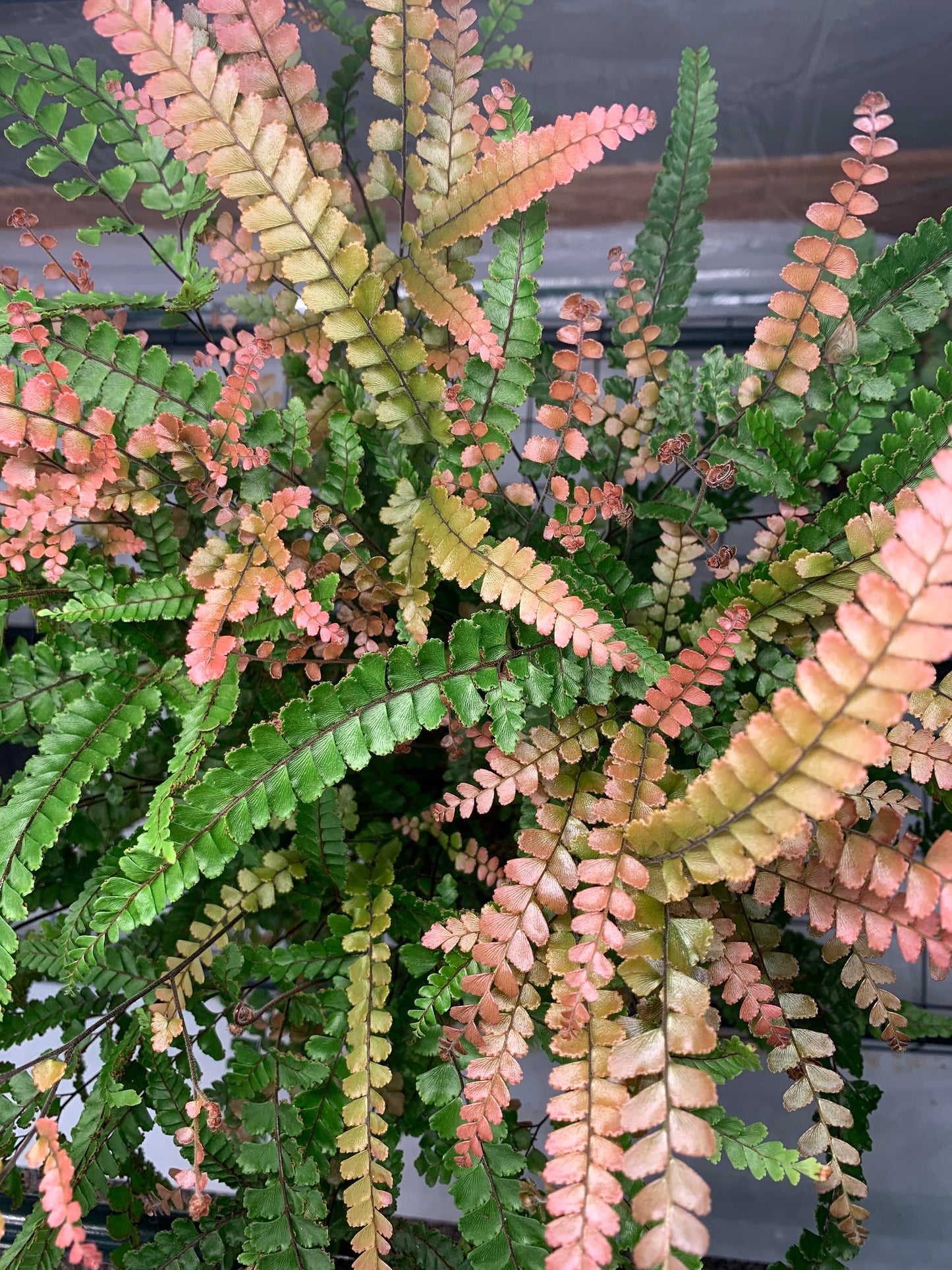 Maidenhair Fern Bronze Venus 6"