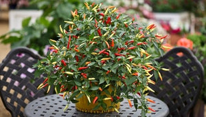 Basket of Fire Pepper Cage 6.5"