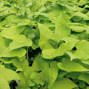 Sweet Potato Vine, Yellow 6"