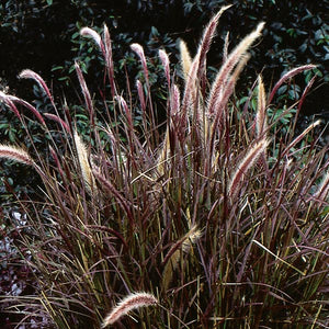 Red Fountain Grass 3G/10"