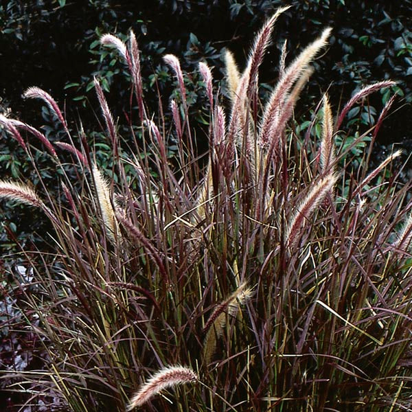 Red Fountain Grass 1G/6