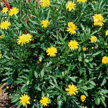Load image into Gallery viewer, Bush Daisy 3G/10"
