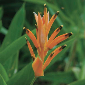 Heliconia 1G/6"
