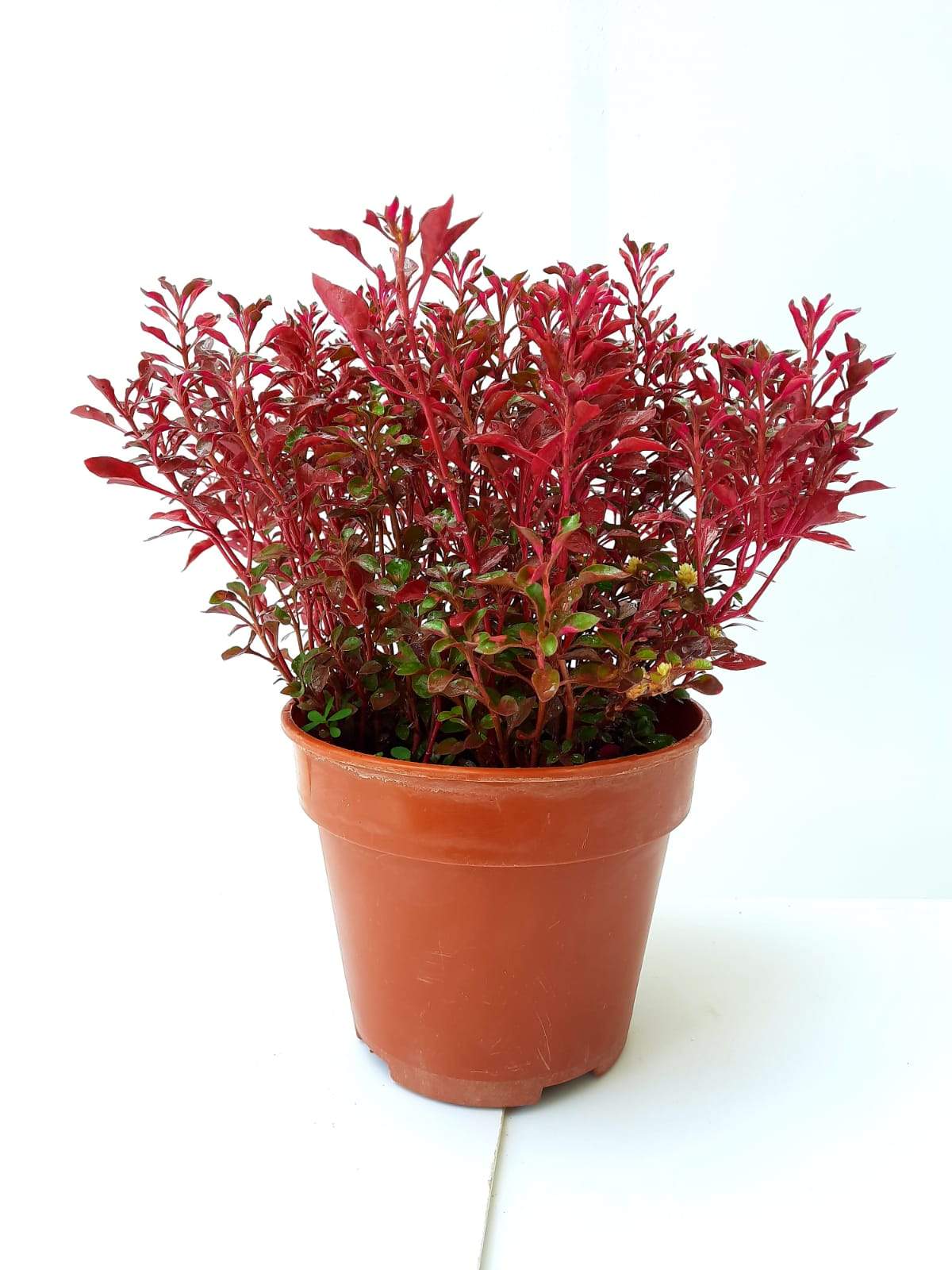 Alternanthera Red Carpet 6"