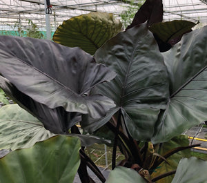 Alocasia Metalhead 7G/14”