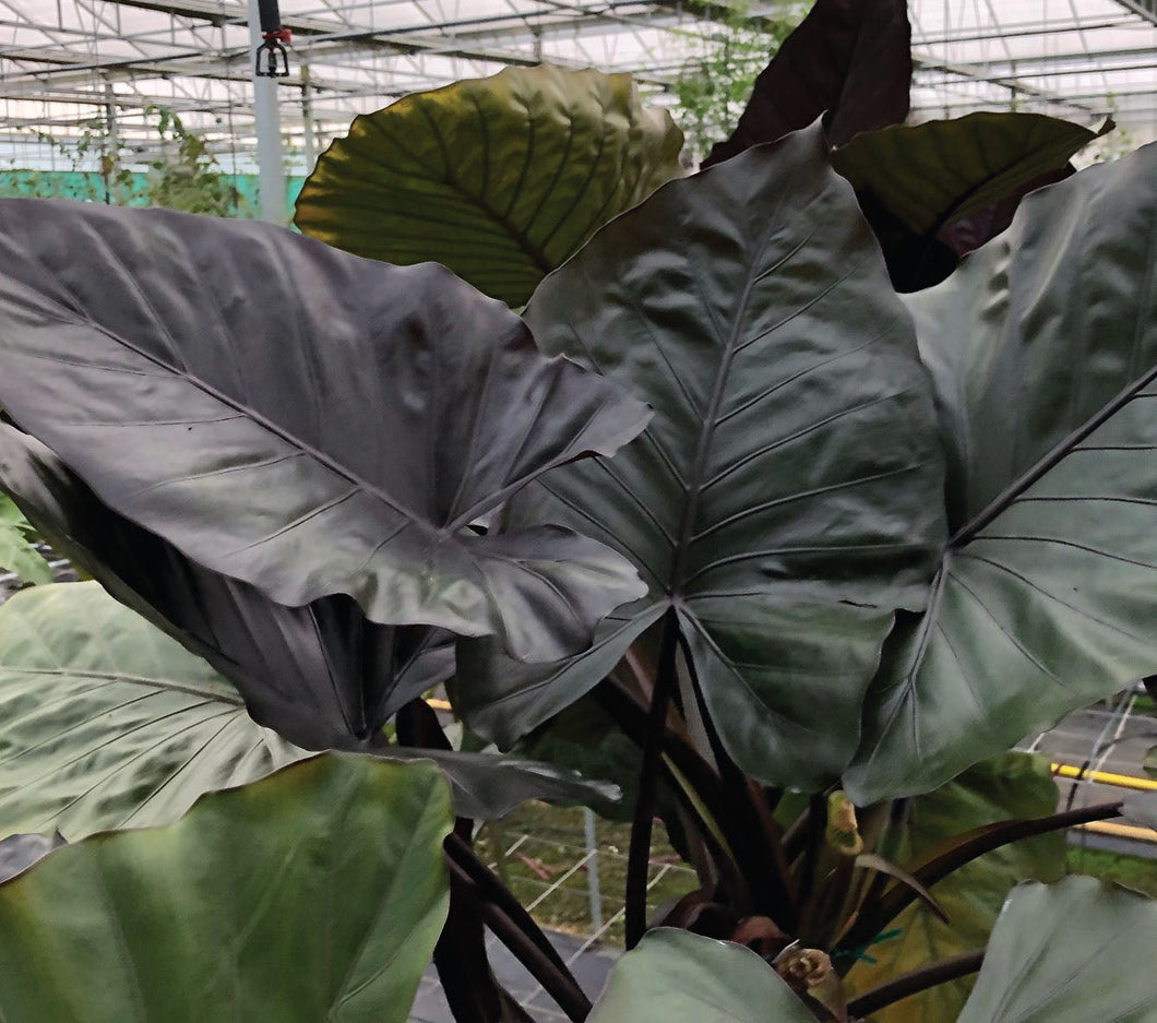 Alocasia Metalhead 7G/14”