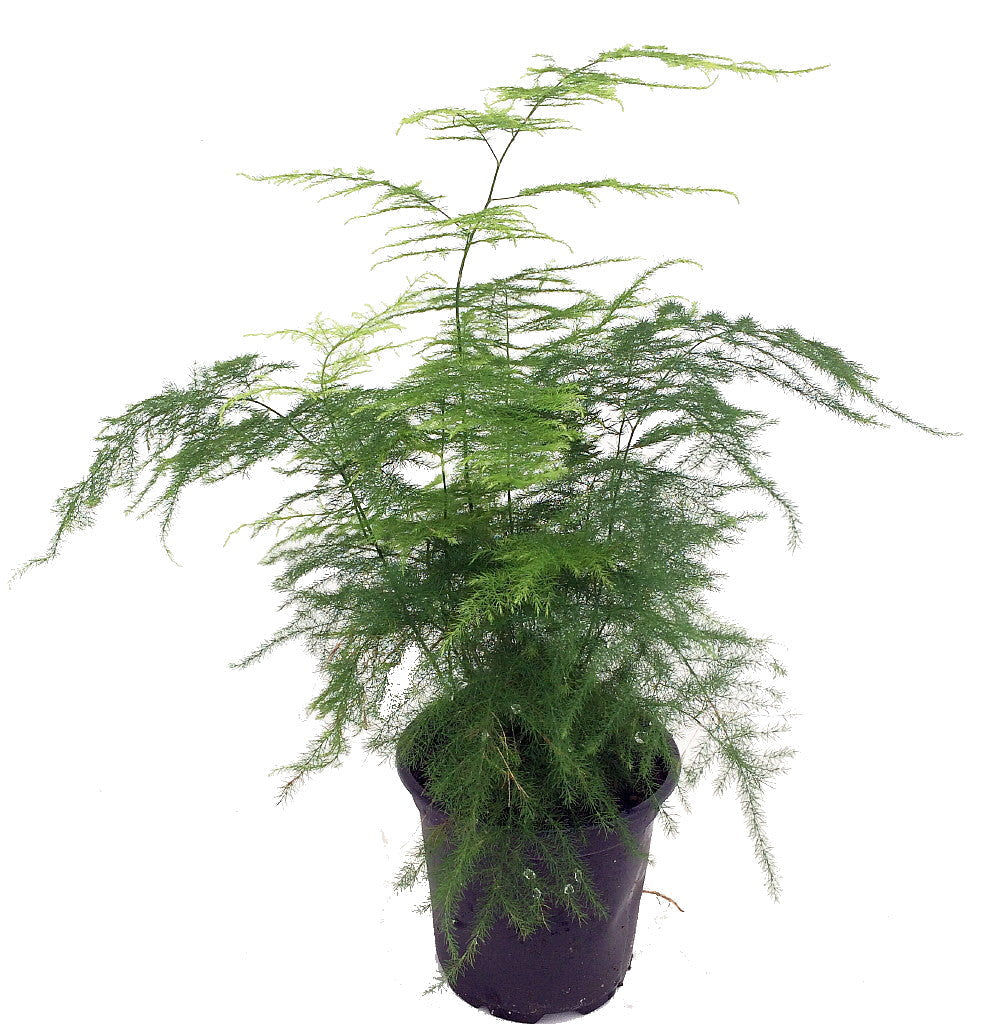 Asparagus Plumosus Fern 6