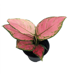 Aglaonema Cherry 4"