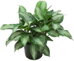 Aglaonema Silver Bay 6"